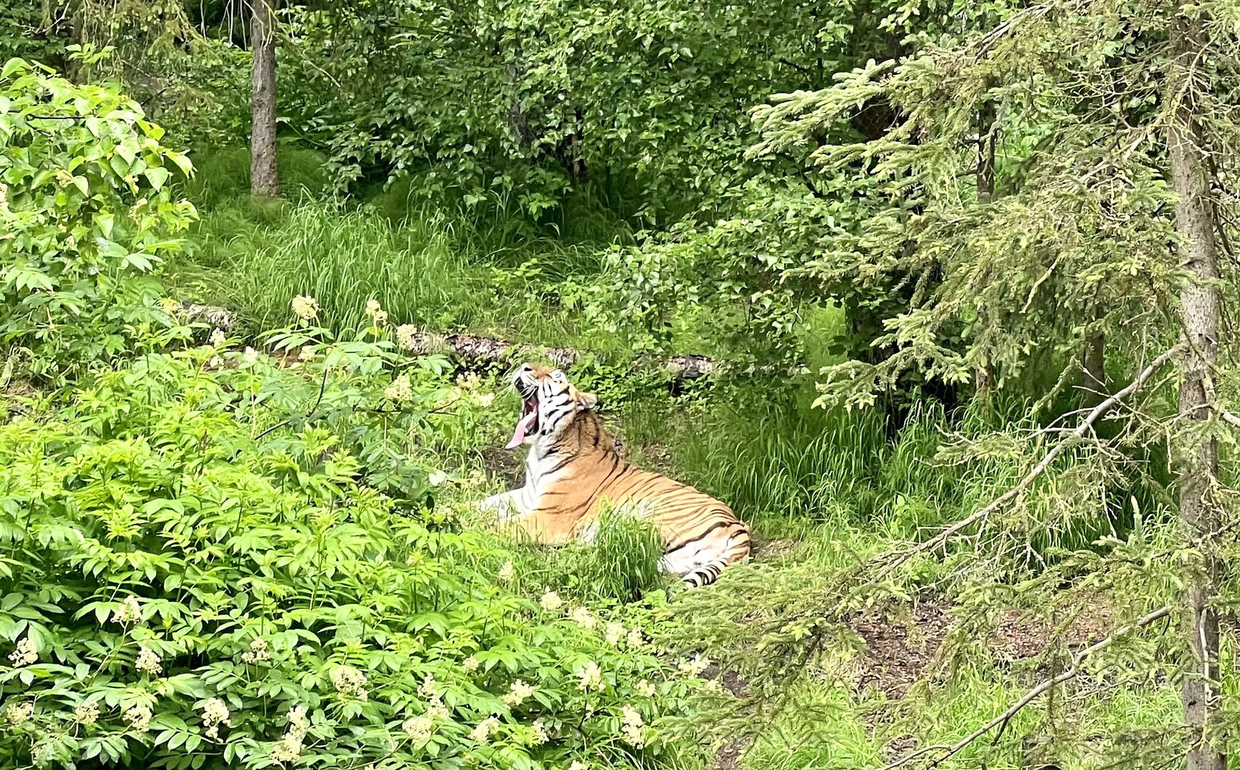 Amur Tiger