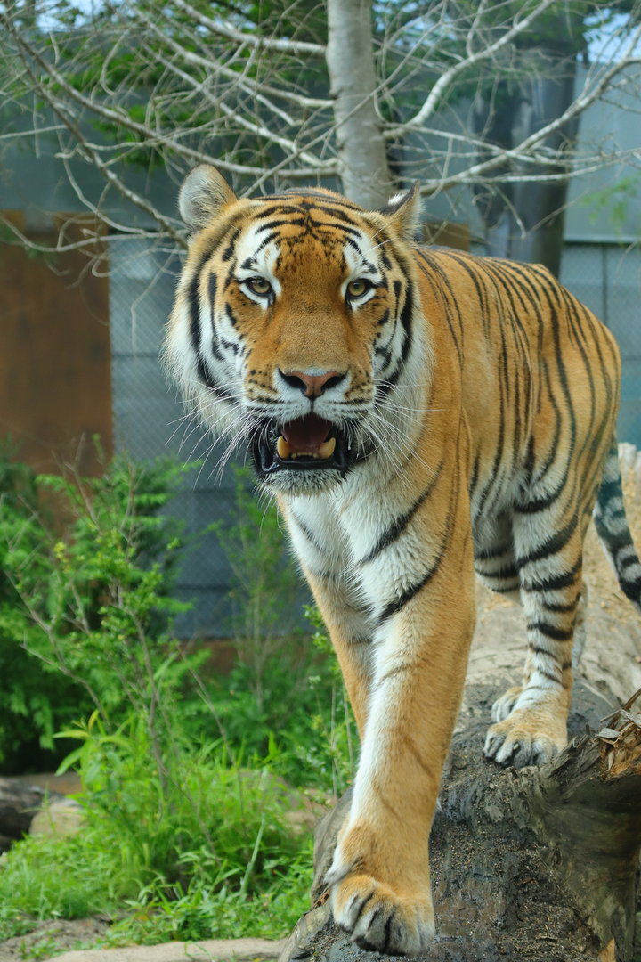 Amur Tiger