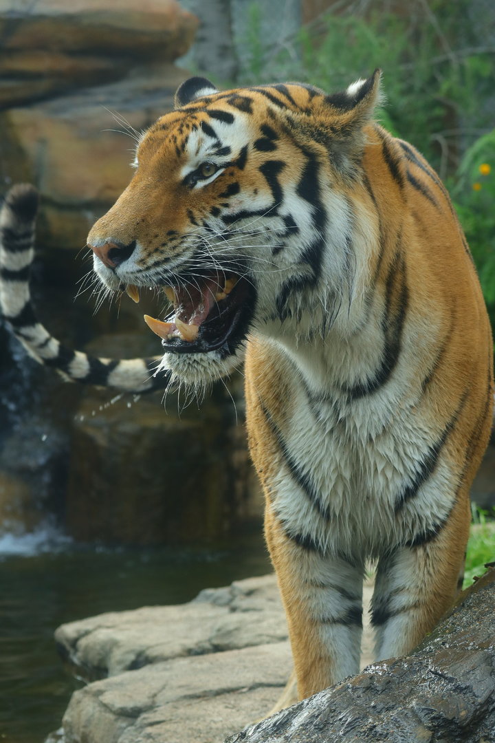 Amur Tiger