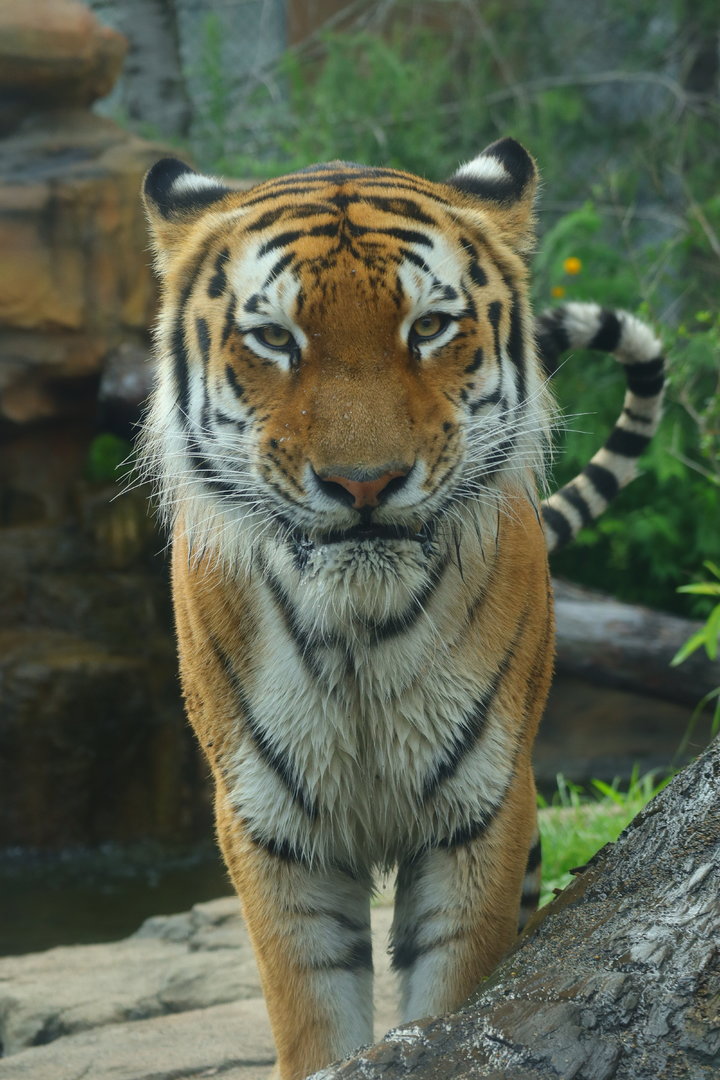 Amur Tiger