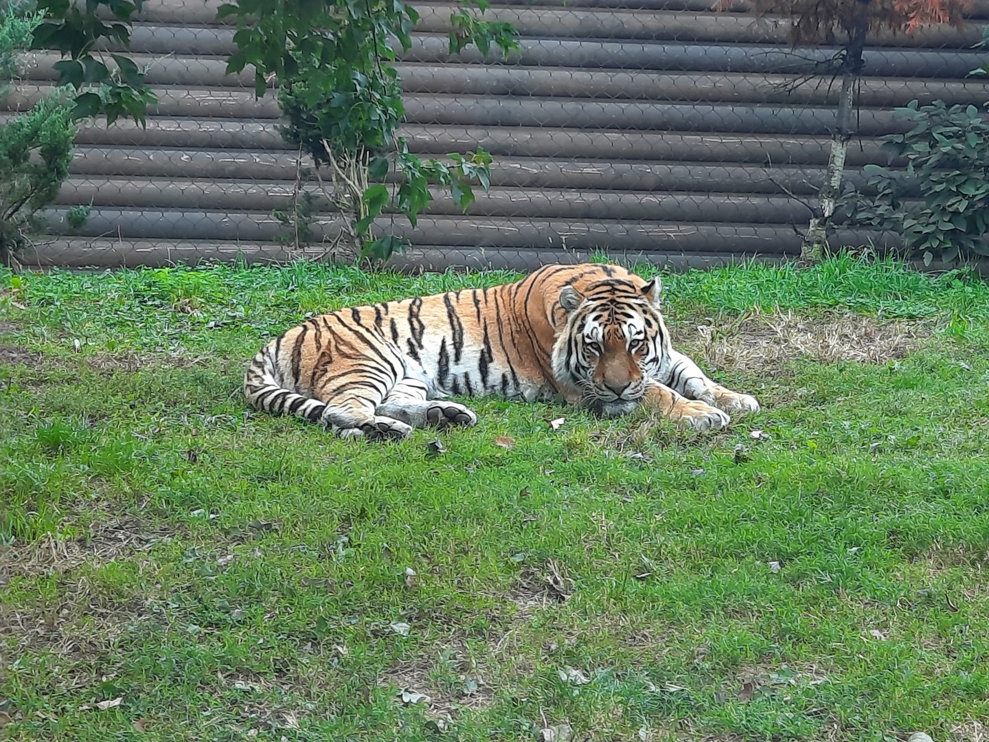 Amur Tiger