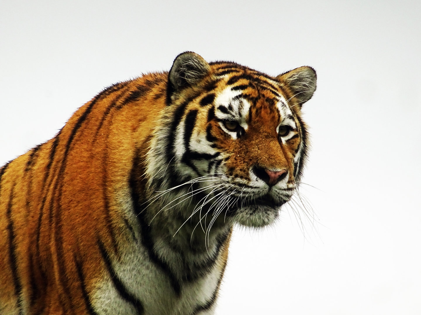 Amur Tiger
