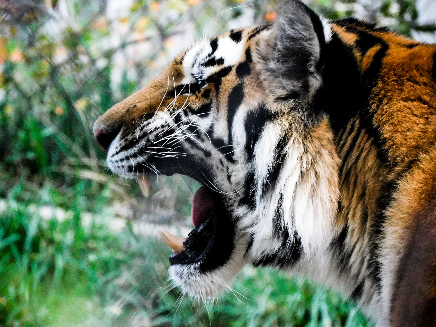 Amur Tiger