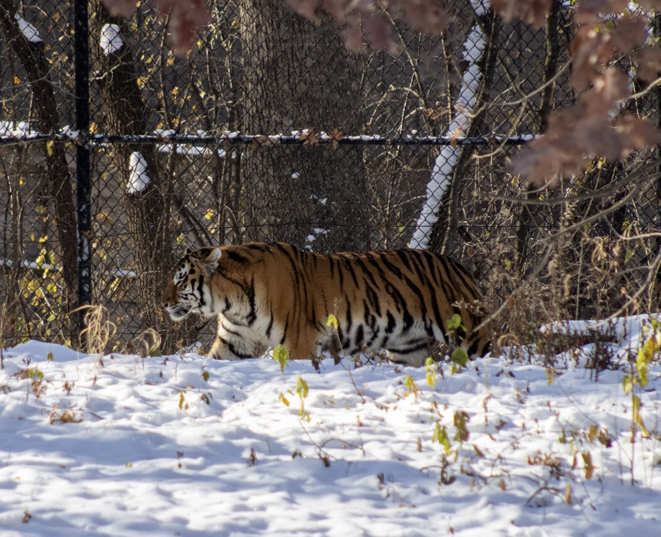 Amur Tiger