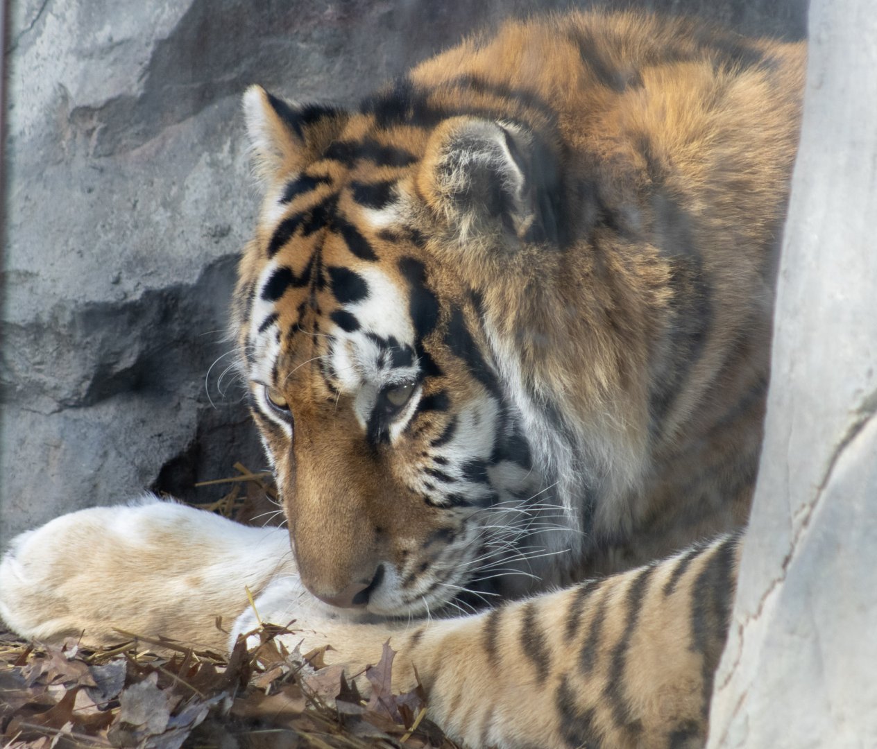 Amur Tiger