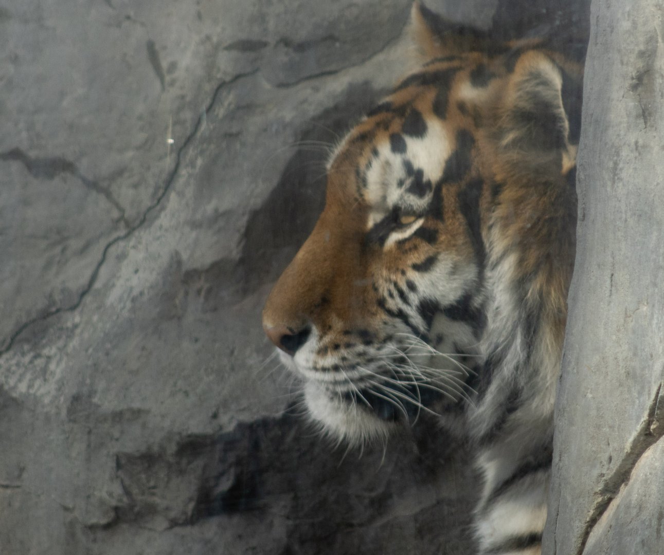 Amur Tiger