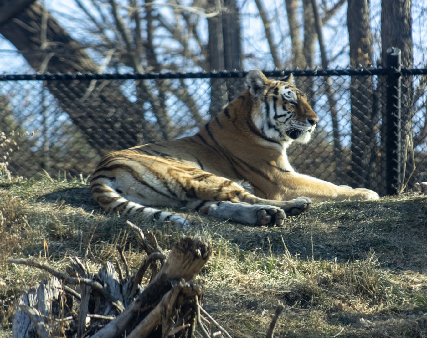 Amur Tiger