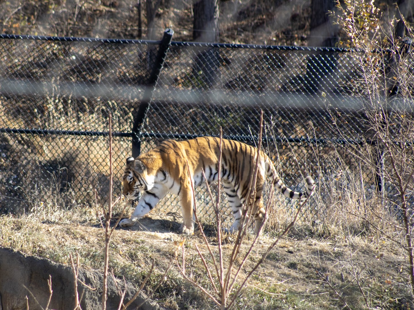 Amur Tiger
