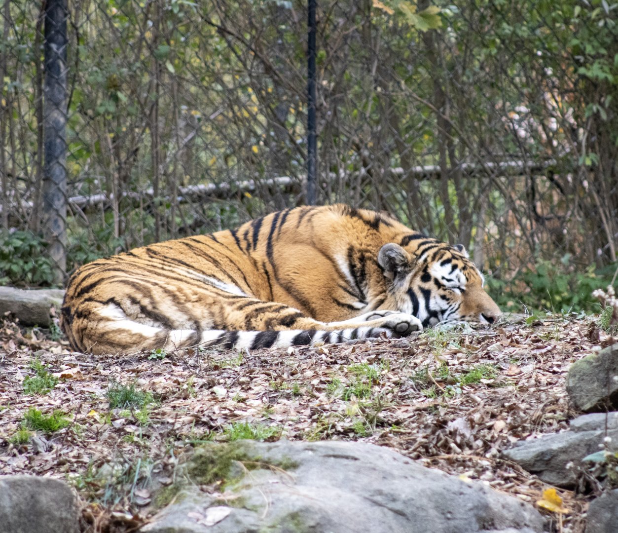 Amur Tiger