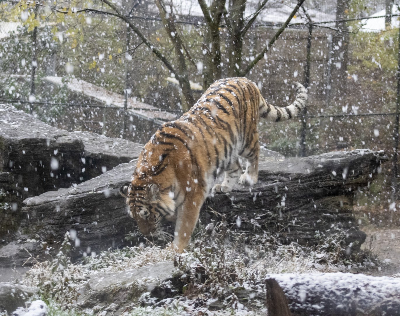 Amur Tiger
