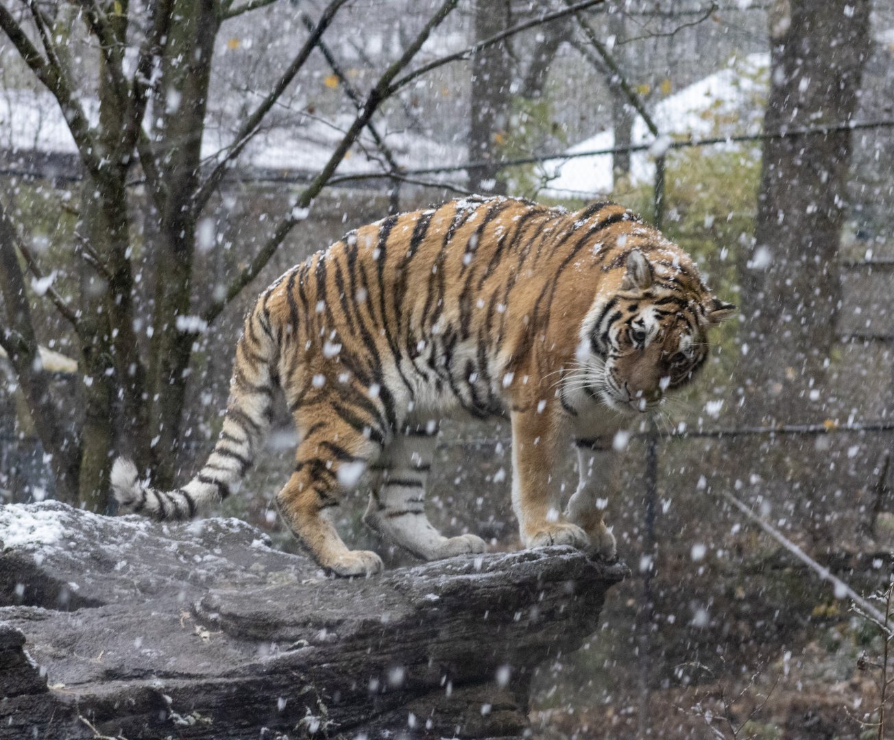 Amur Tiger