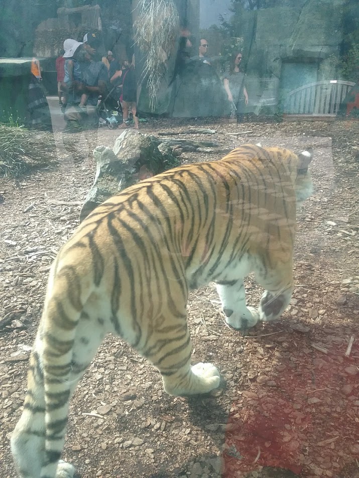 Amur(?) Tiger