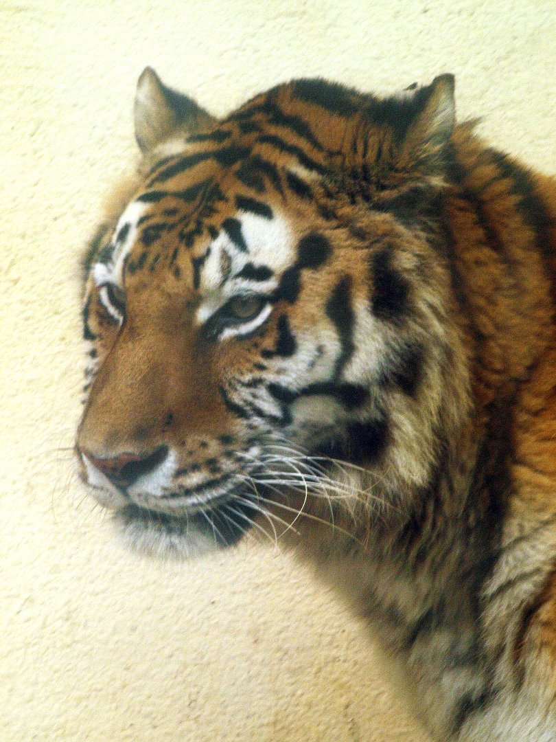 Amur tiger
