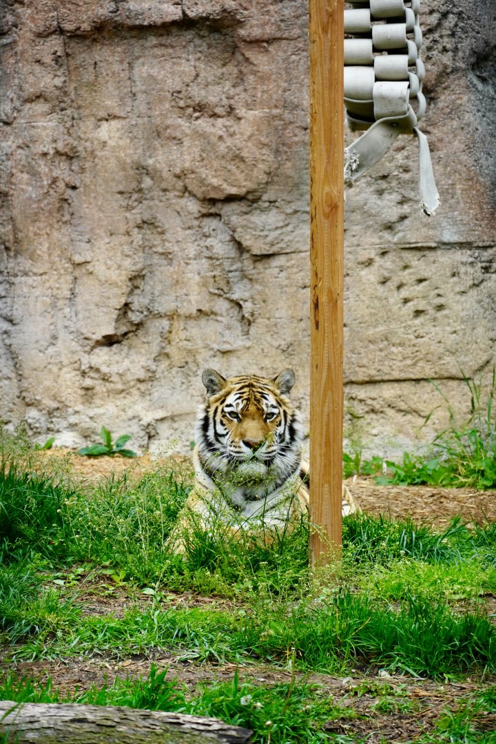 Amur Tiger