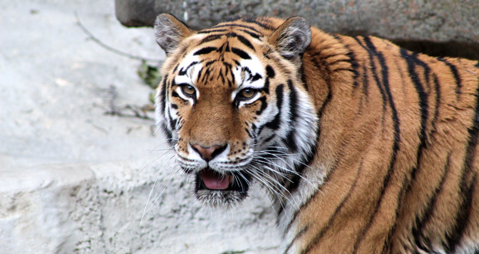 Amur Tiger