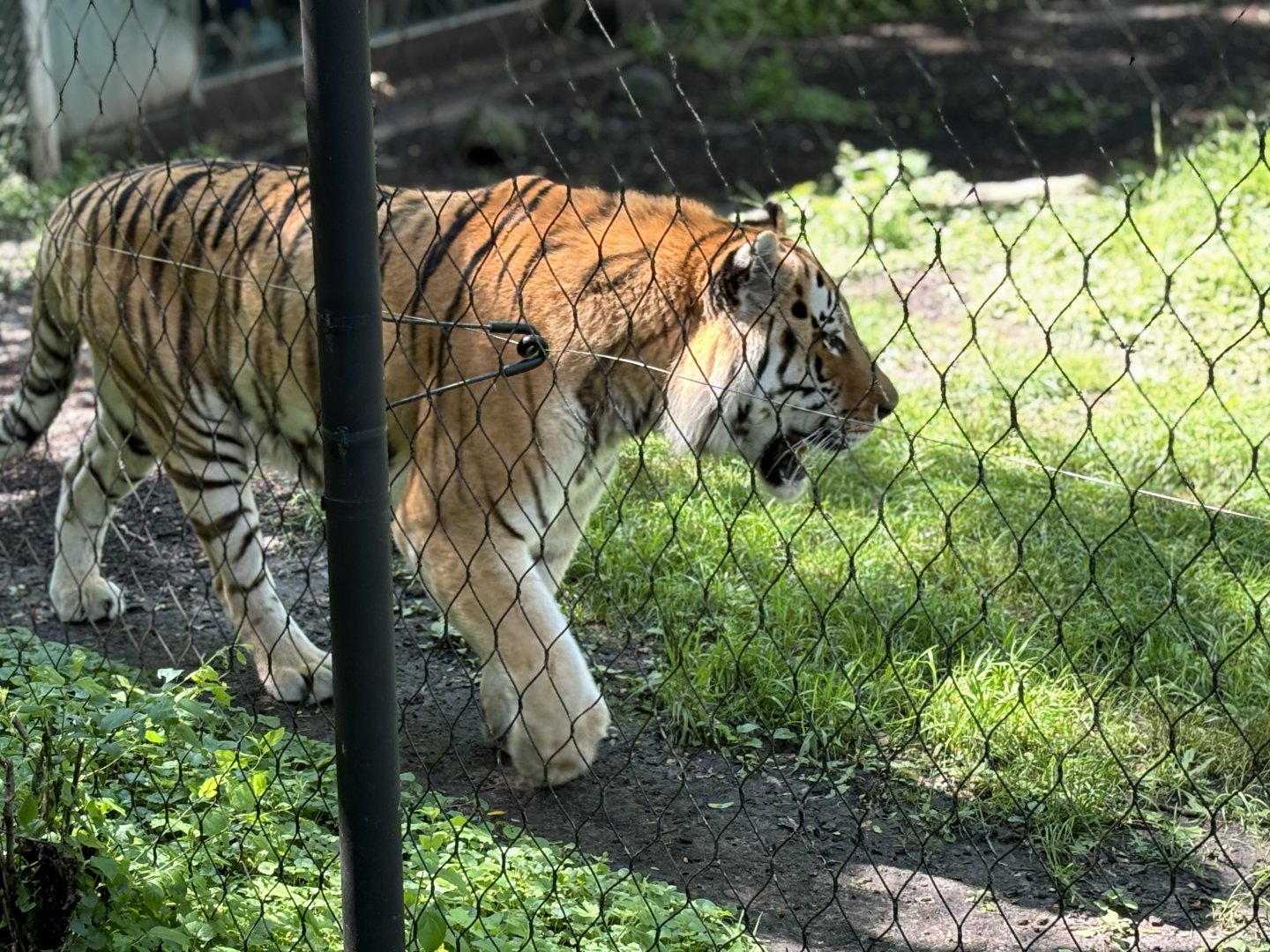 Amur Tiger