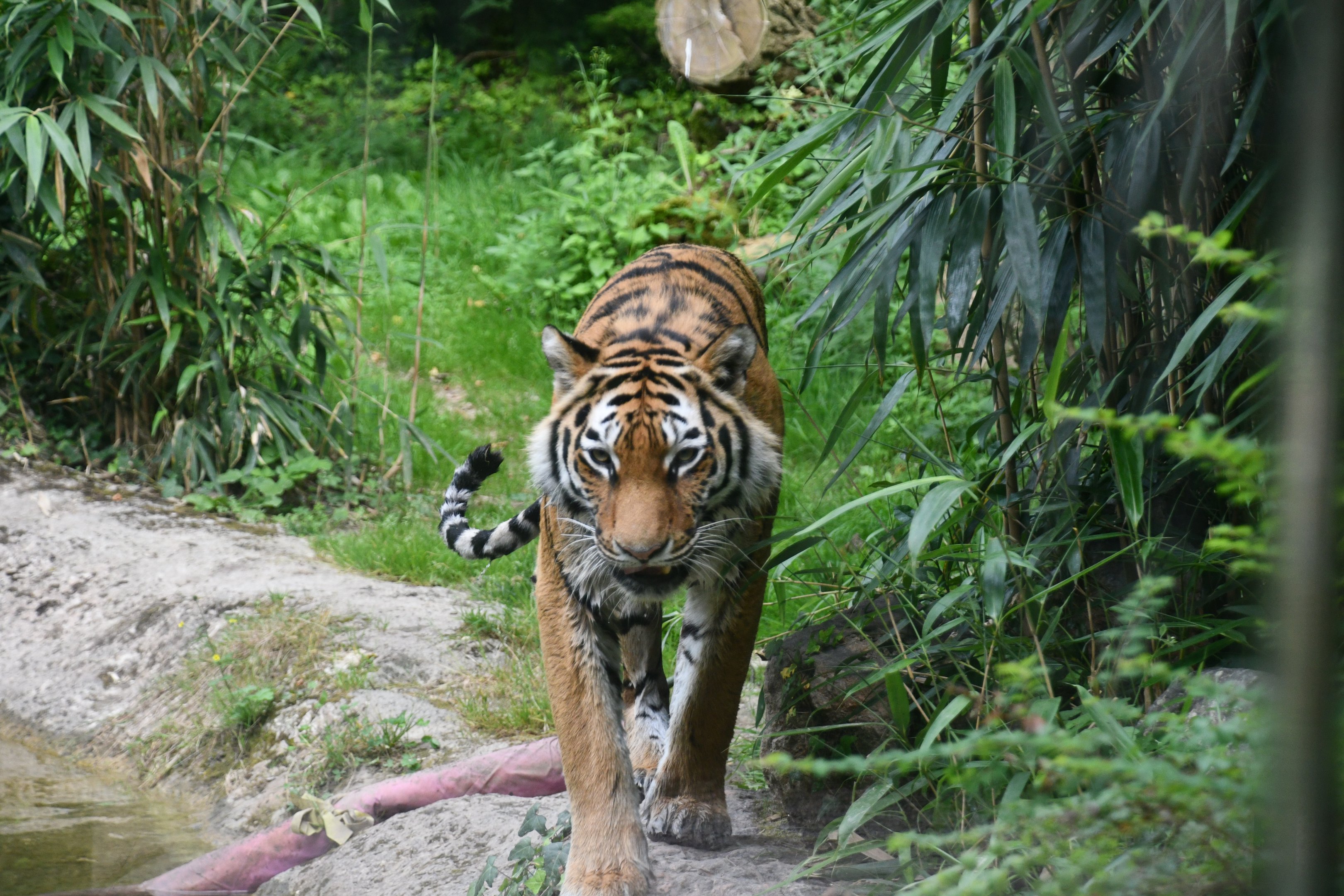 Amur Tiger