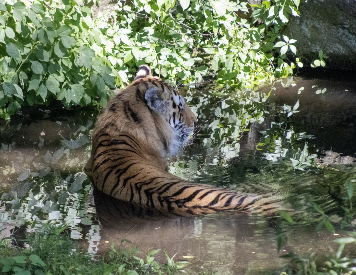 Amur Tiger
