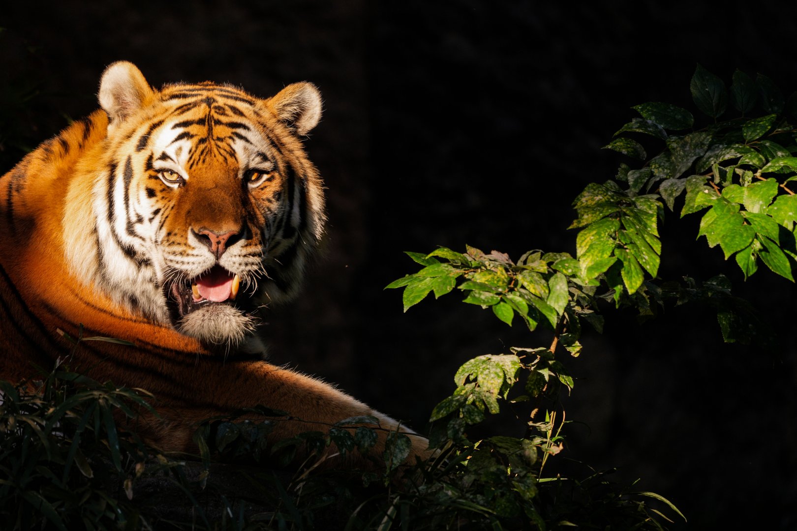 Amur tiger