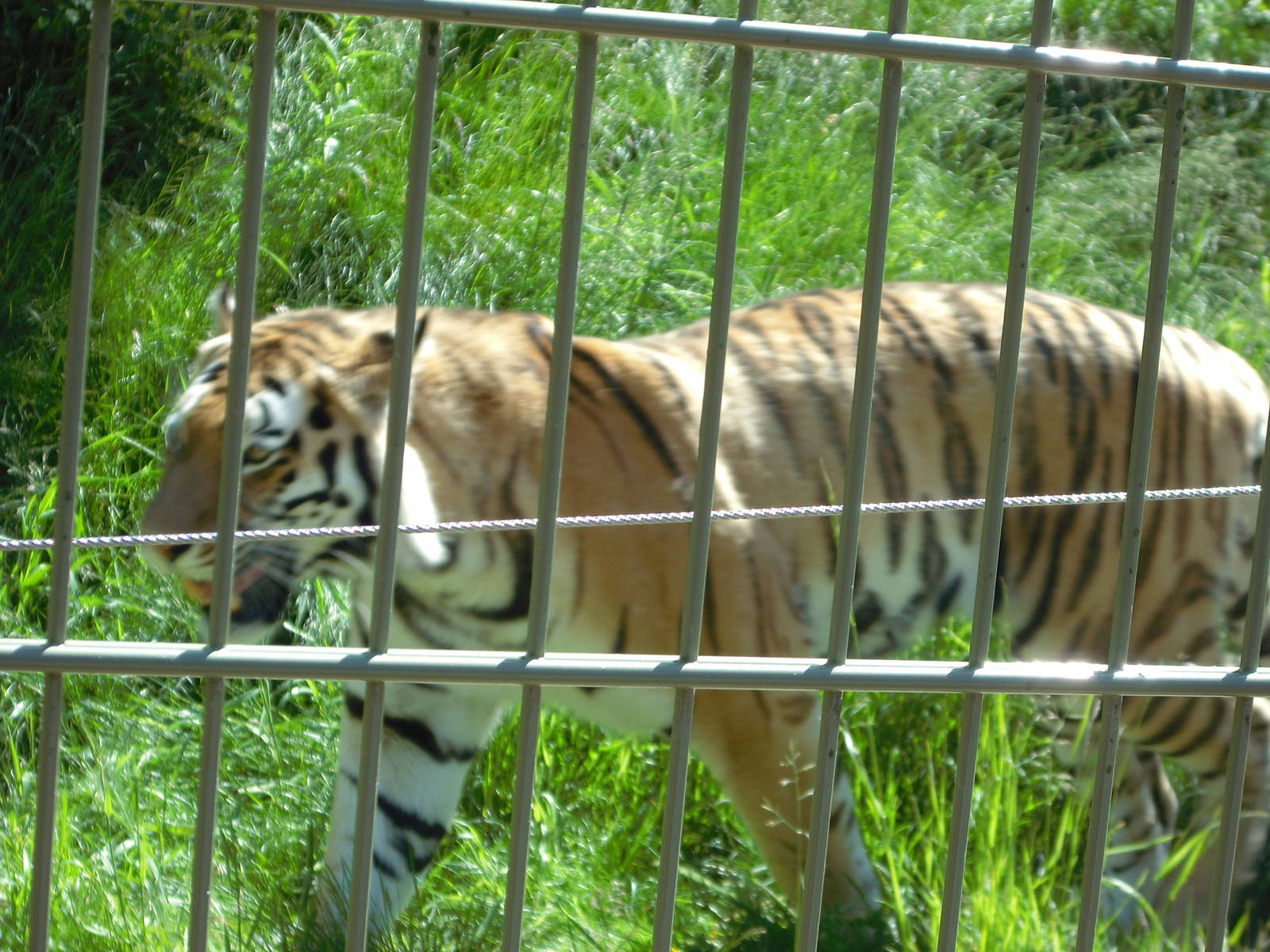 Amur Tiger