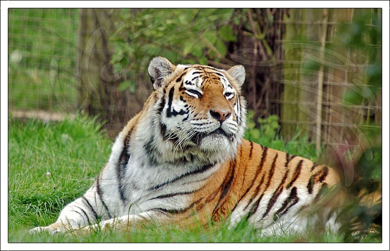 Amur Tiger