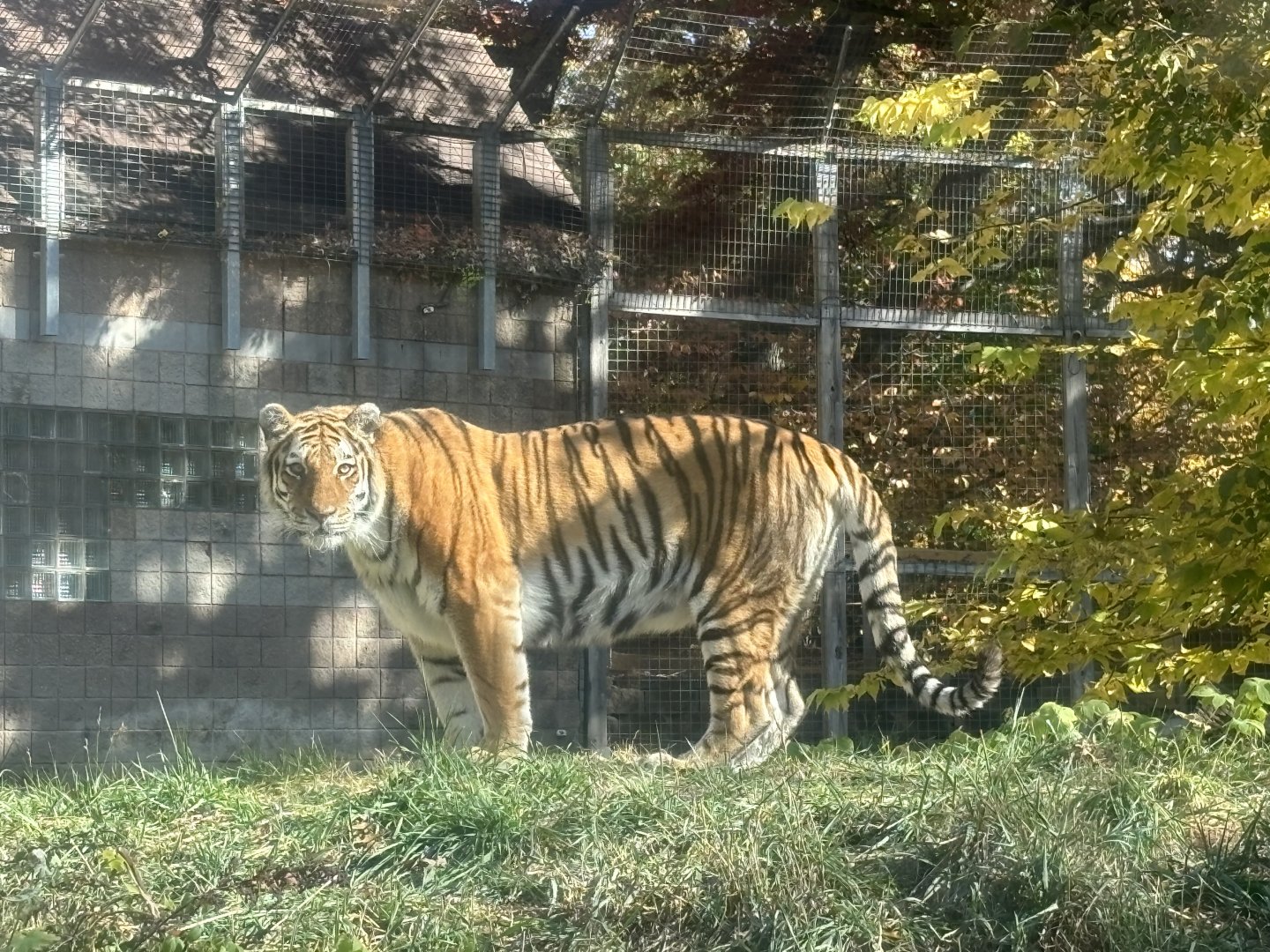 Amur Tiger