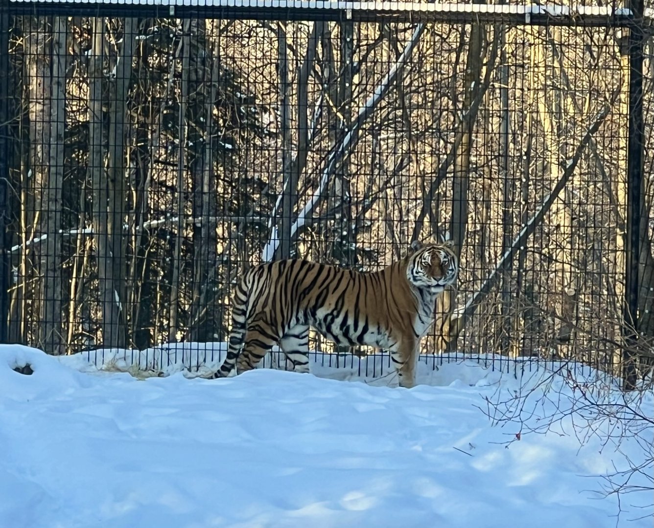 Amur Tiger