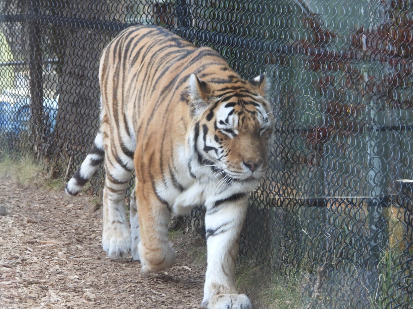 Amur tiger