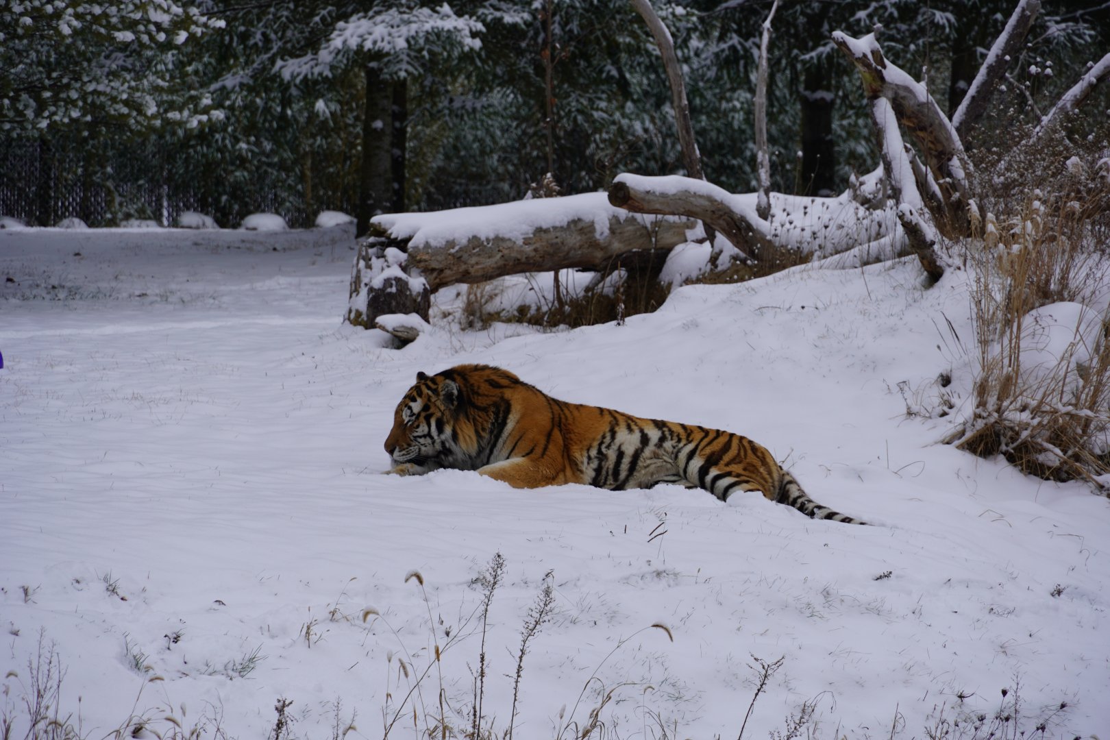 Amur Tiger