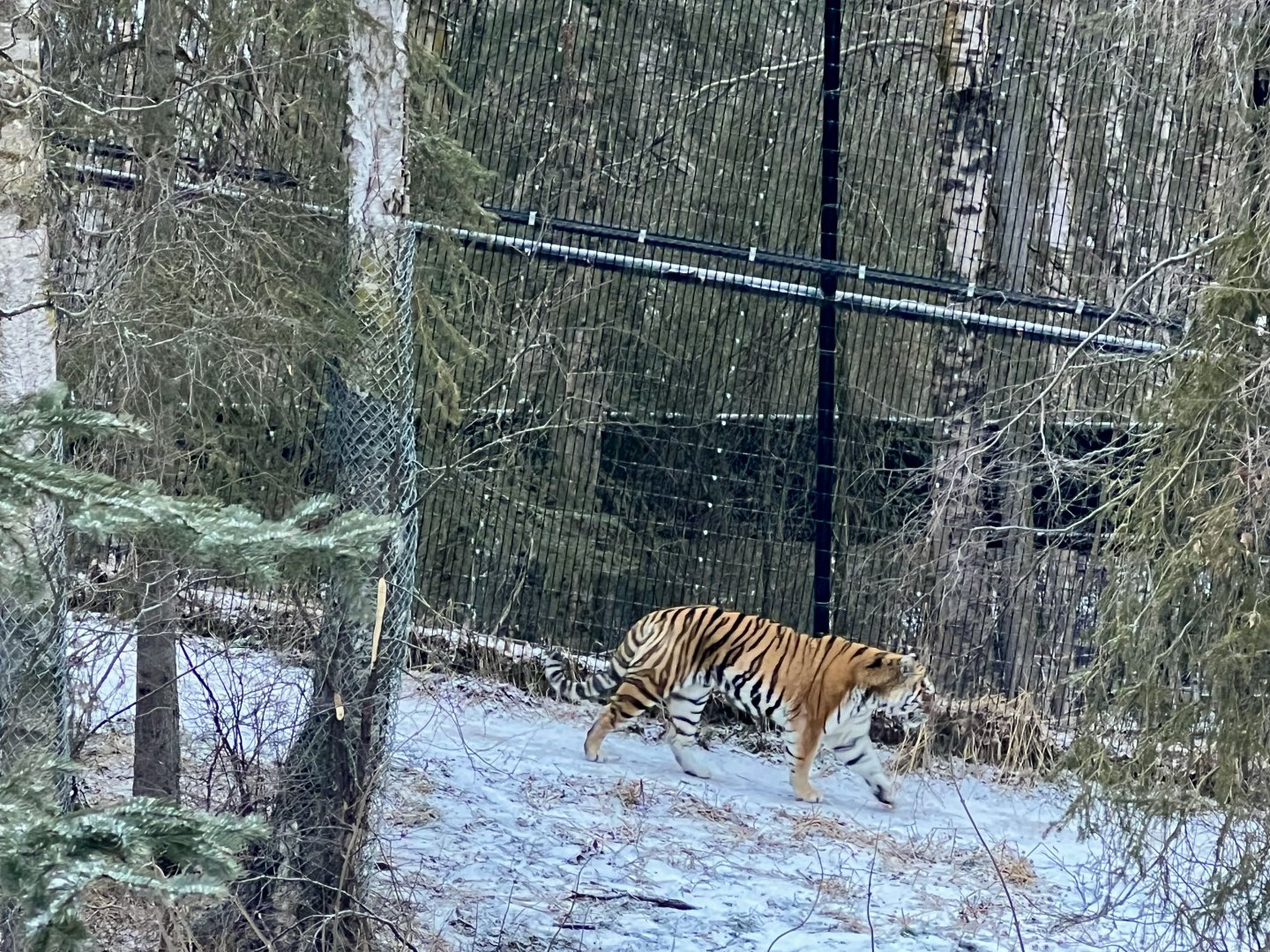 Amur Tiger