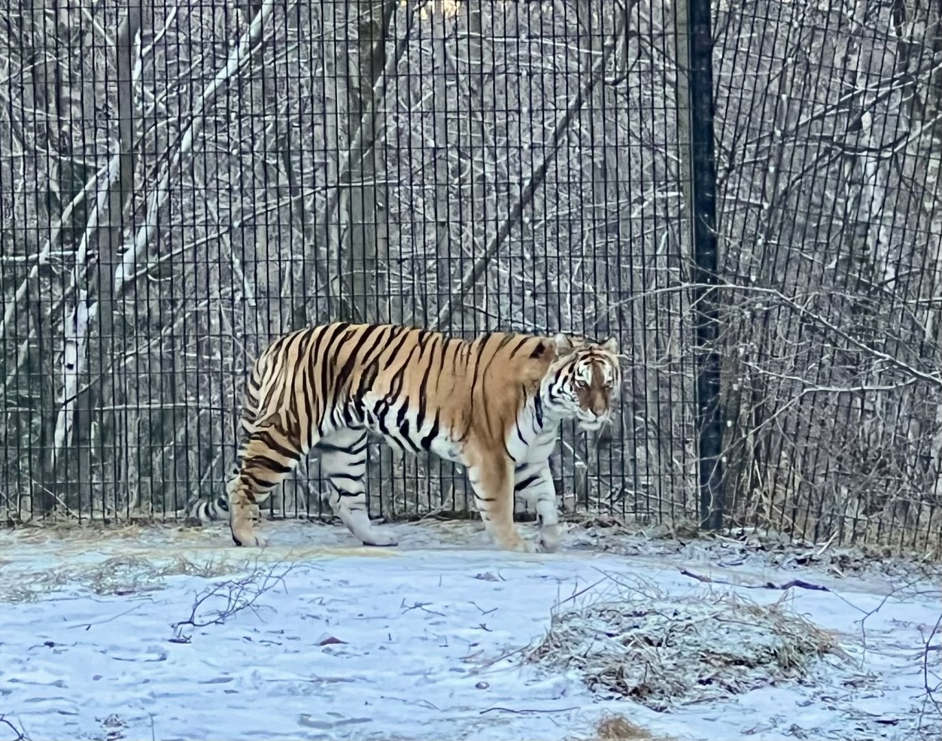 Amur Tiger