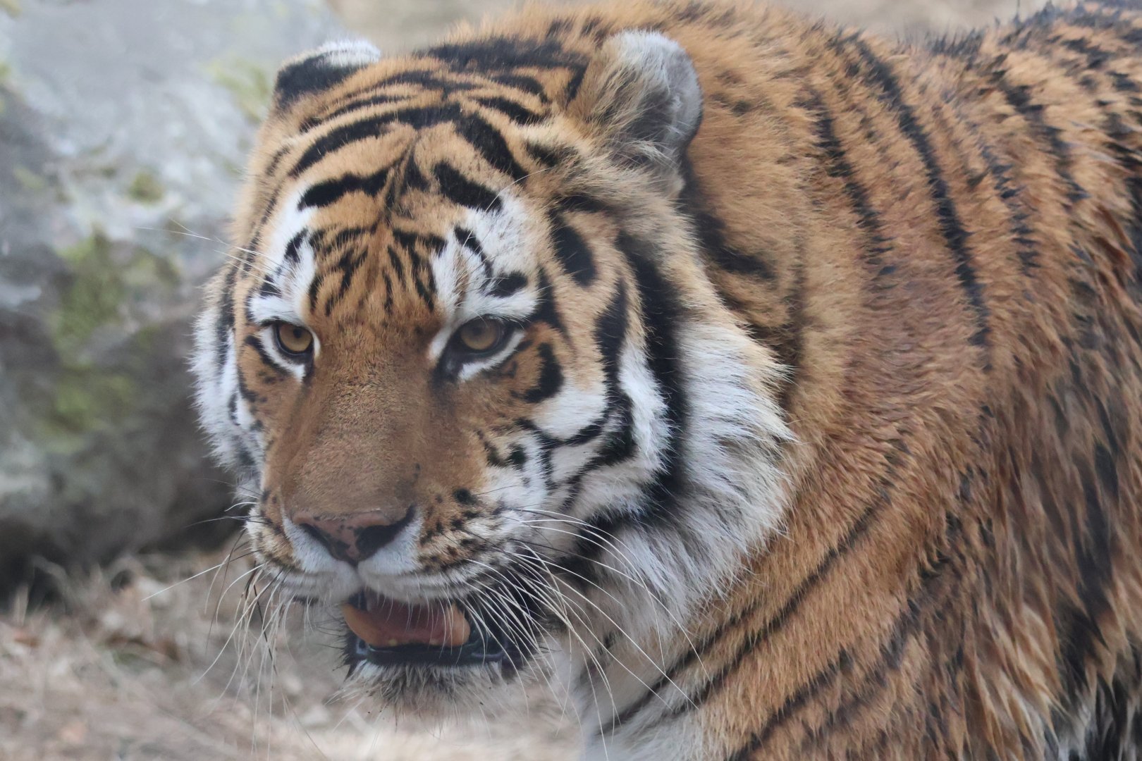 Amur Tiger