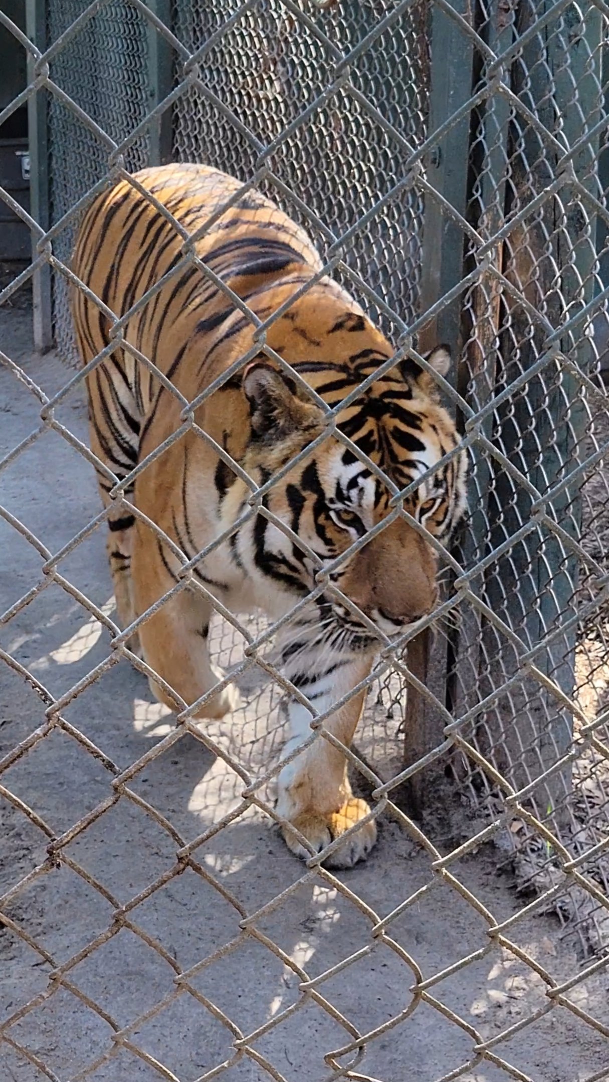 Amur Tiger