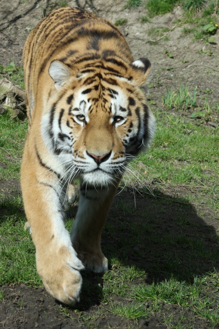 Amur Tiger
