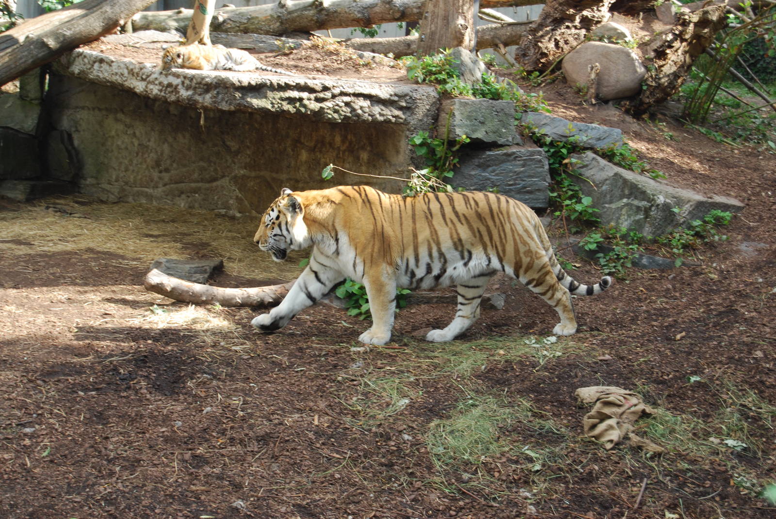 Amur Tiger