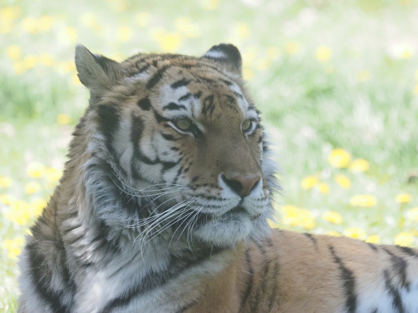 Amur Tiger