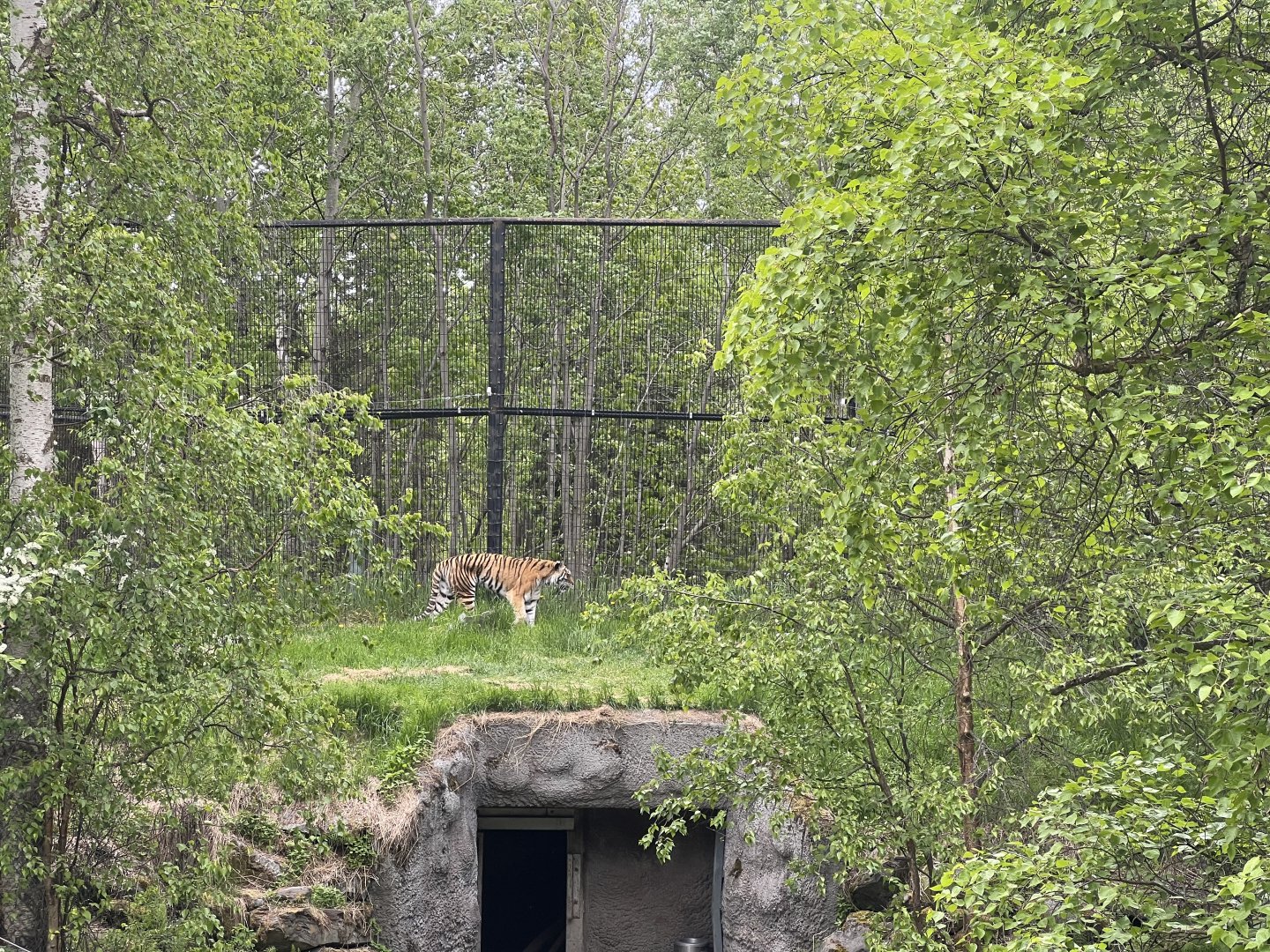 Amur Tiger