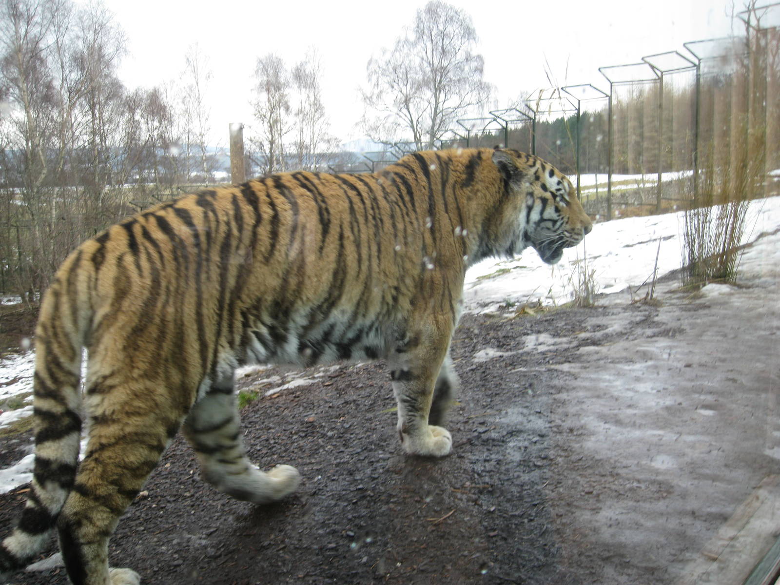 Amur Tiger