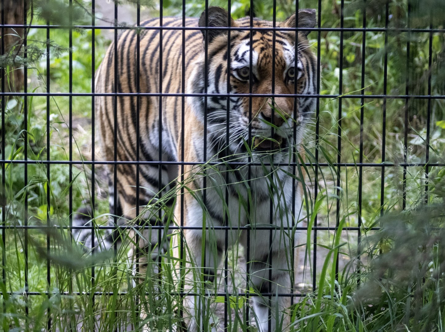 Amur Tiger