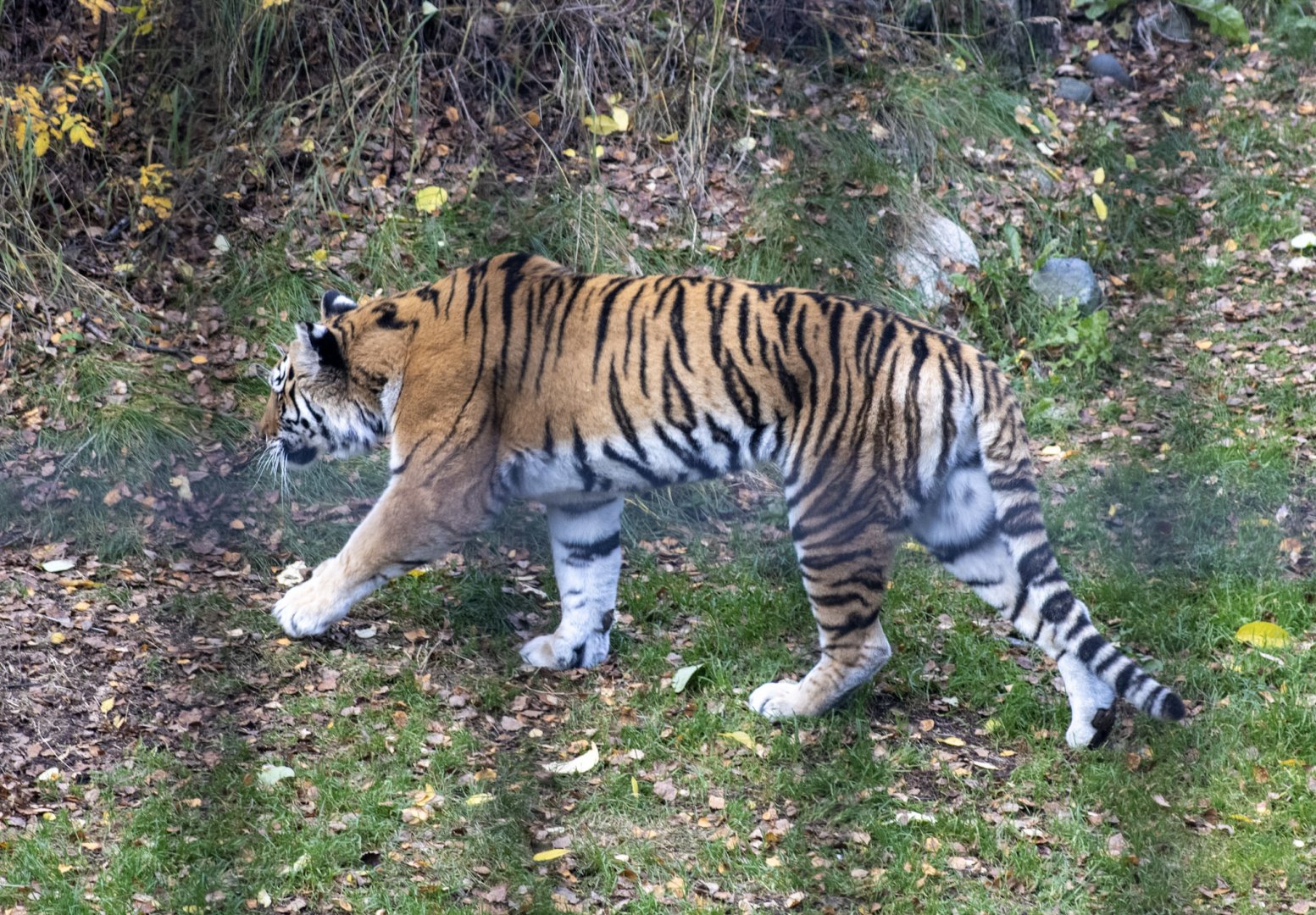 Amur Tiger