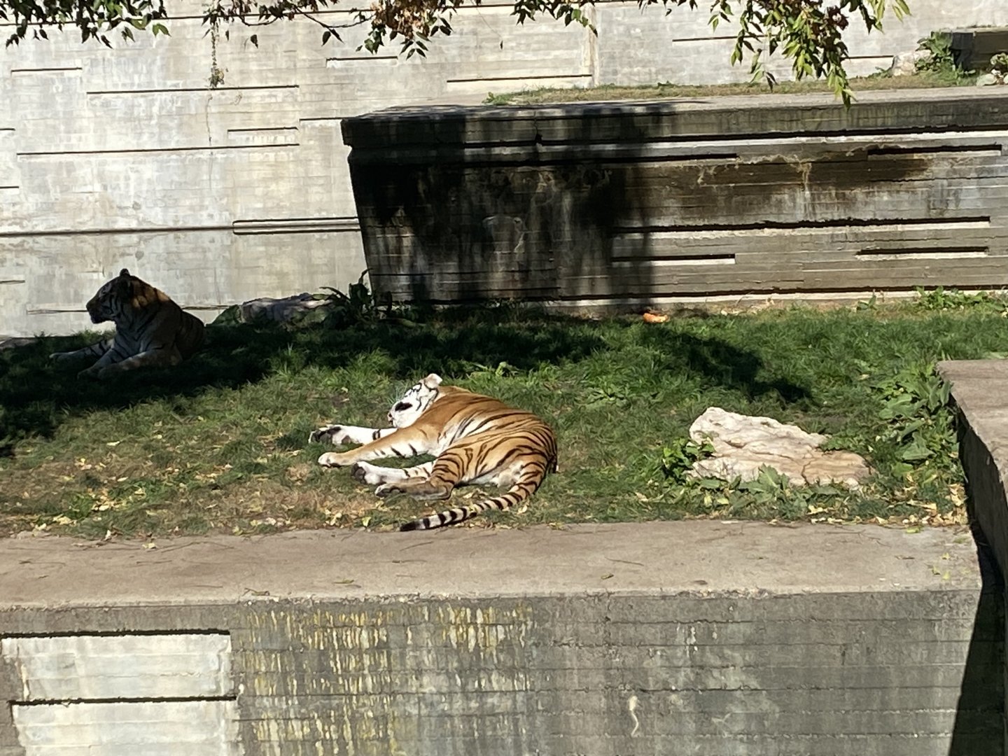 Amur tiger