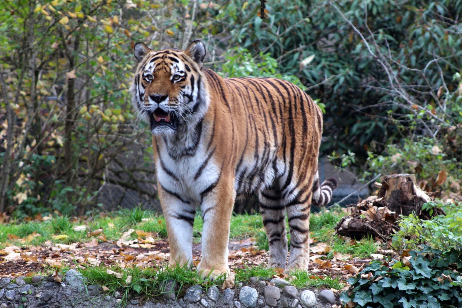 Amur Tiger