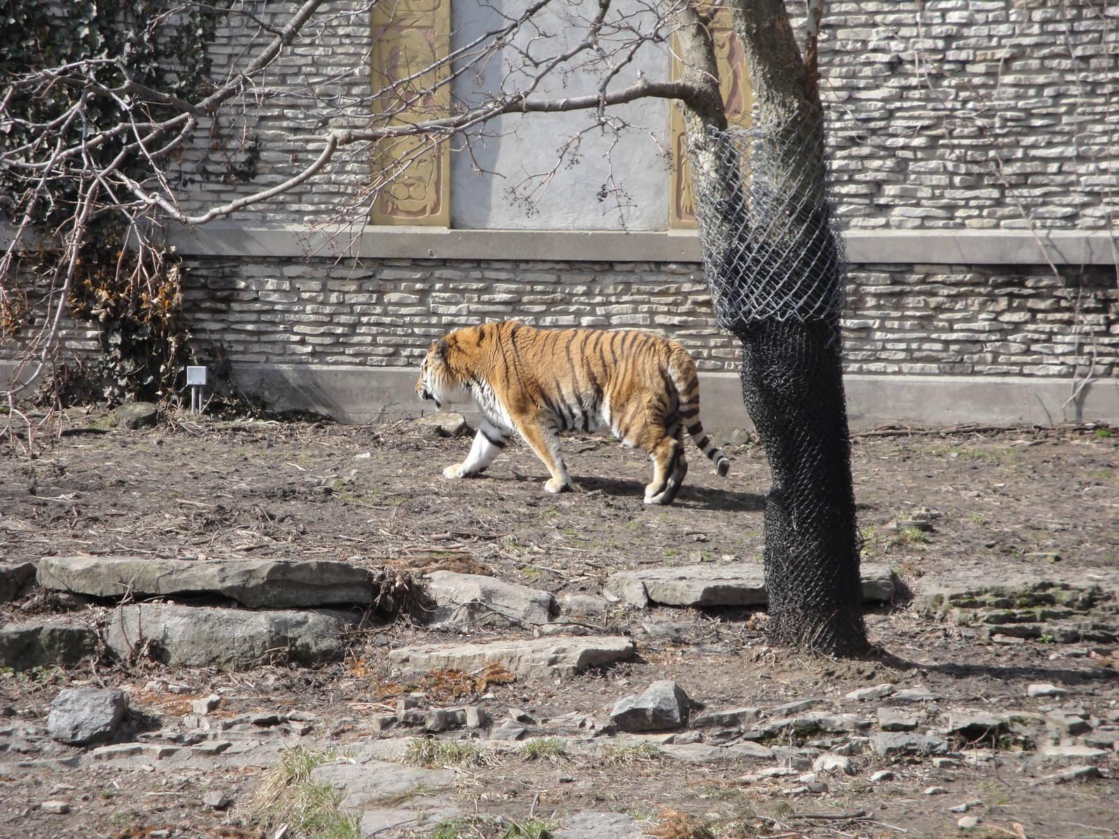 Amur Tiger