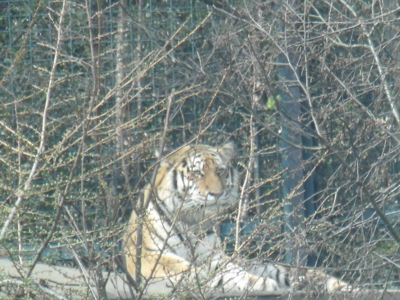 Amur Tiger