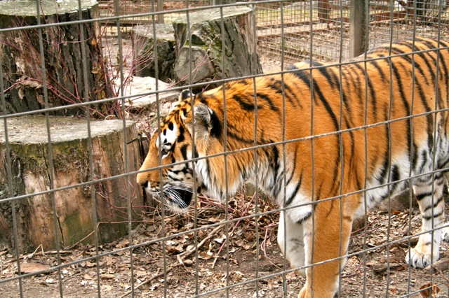 Amur Tiger