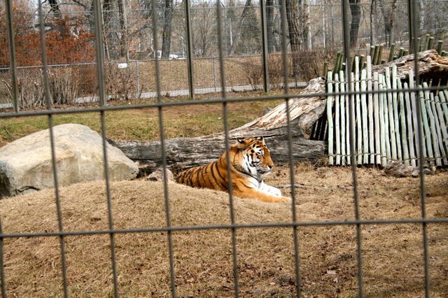 Amur Tiger