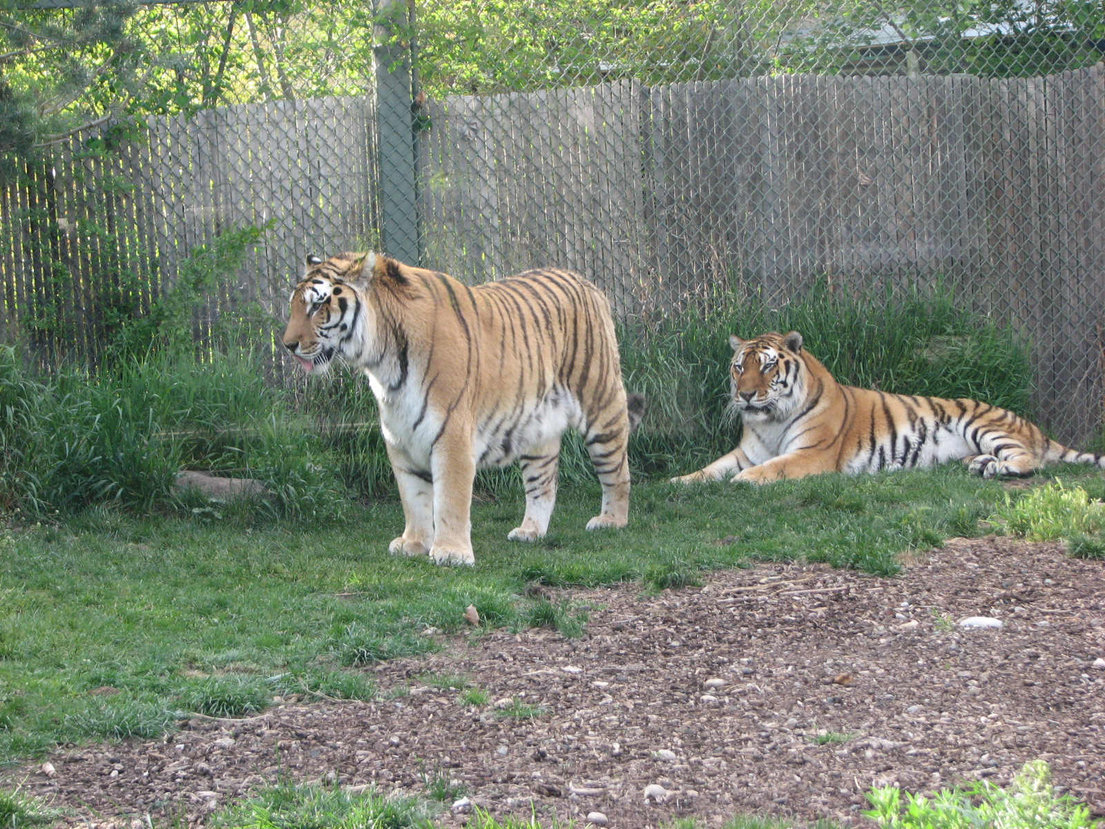 Amur Tiger