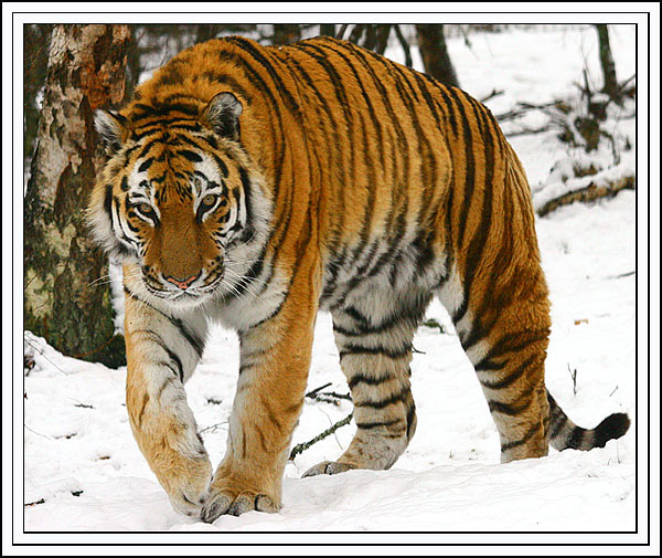Amur Tiger
