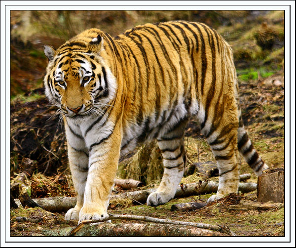 amur tiger