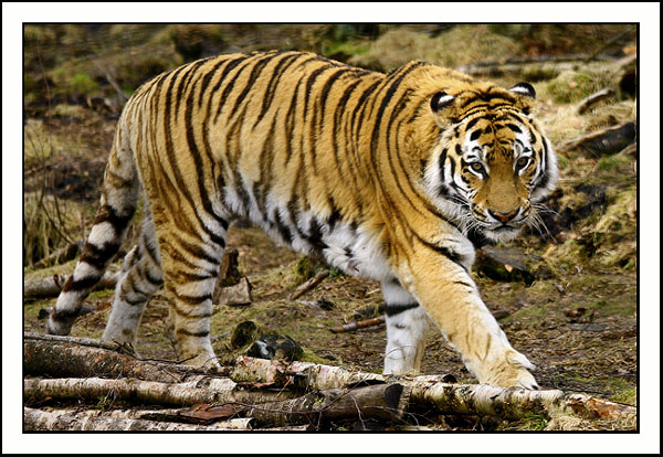 Amur Tiger